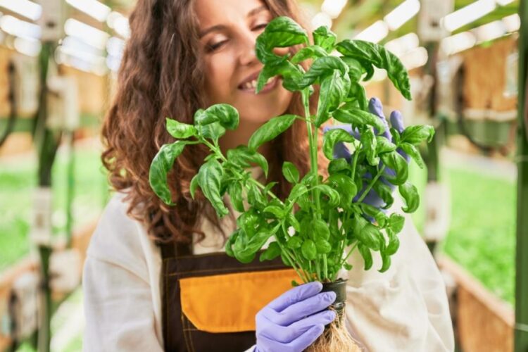 Plantele sacre pe care trebuie să le ai în casă în ziua de Rusalii, ca să îți aducă noroc tot anul