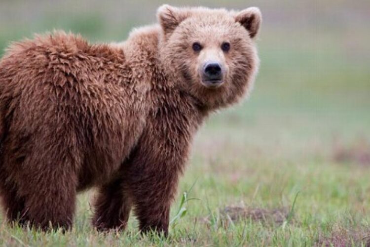 RO-Alert într-o localitate din Prahova: un urs se plimbă pe o stradă