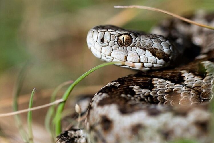 Incident la Iași. Un tânăr mușcat de viperă a primit antidotul adus cu elicopterul SMURD de la Suceava