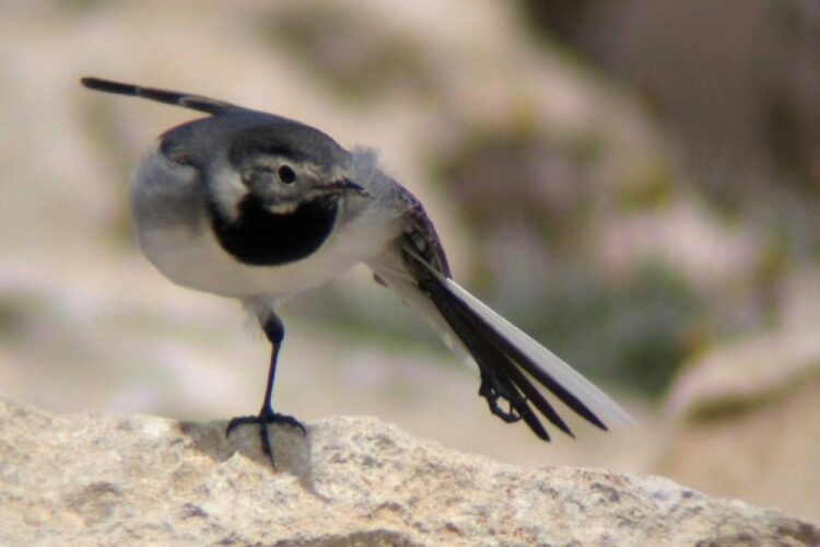 Fenomenul ciudat care ia amploare în întreaga Europă