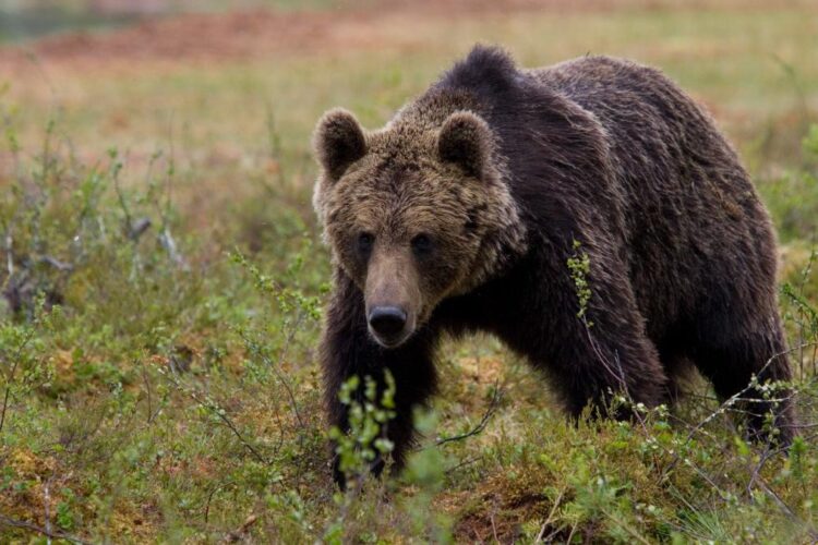 Alertă de urs la Baia Mare