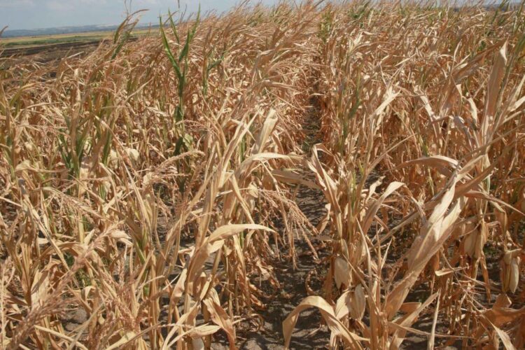 Seceta pârjolește culturile agricole, Guvernul începe să caute soluții