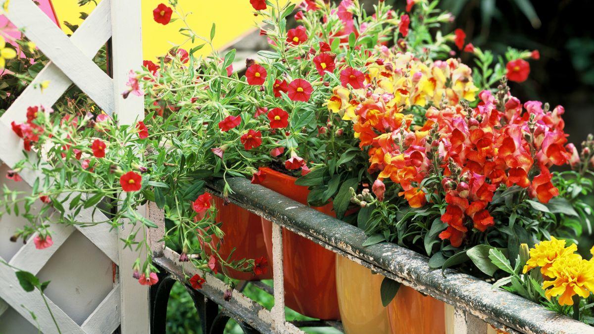 Trucuri pentru îngrijirea corectă a plantelor de apartament în ghiveci