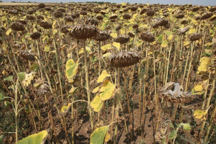 Cea mai slabă recoltă din ultimii 30 de ani în România? „Unii fermieri nici nu au mai băgat combina pentru că nu au ce recolta“