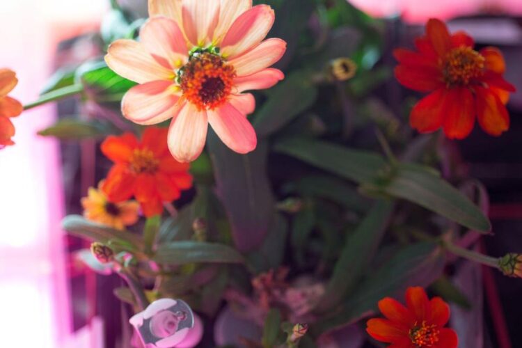 E vremea cârciumăreselor, florile vesele, rezistente și ușor de îngrijit pentru grădina ta