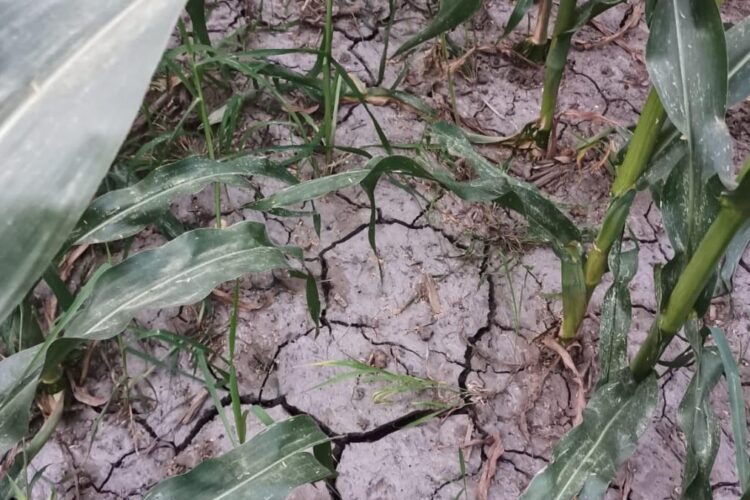 Cod roșu în agricultură! Seceta a afectat 2,5 milioane de hectare, cca. 40% din culturile de grâu, porumb și floarea soarelui