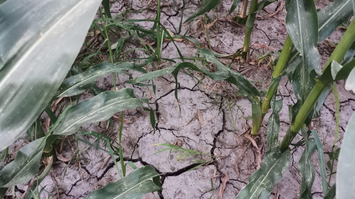 Cod roșu în agricultură! Seceta a afectat 2,5 milioane de hectare, cca. 40% din culturile de grâu, porumb și floarea soarelui