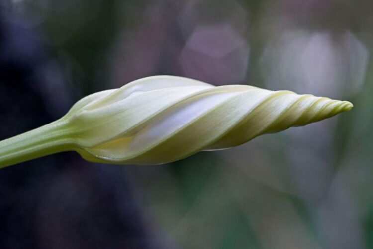 Zorele delicate și spectaculoase pentru grădina ta