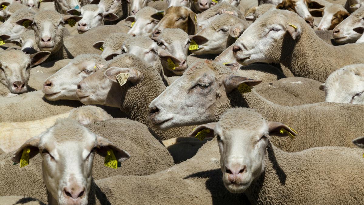 37 de focare de pesta micilor rumegătoare. Peste 200.000 de animale, afectate