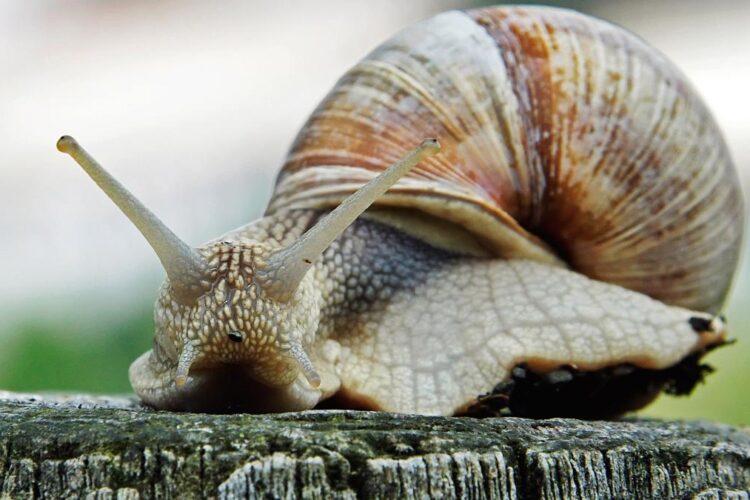 Ingredientul simplu și eficient care te ajută să scapi de melcii din grădină