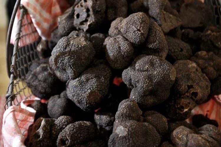 Vânătoare de trufe la Gala Tuberozelor de la Hoghilag din 3