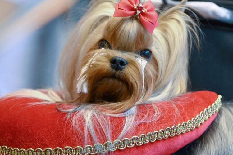 12 cele mai elegante rase de câini