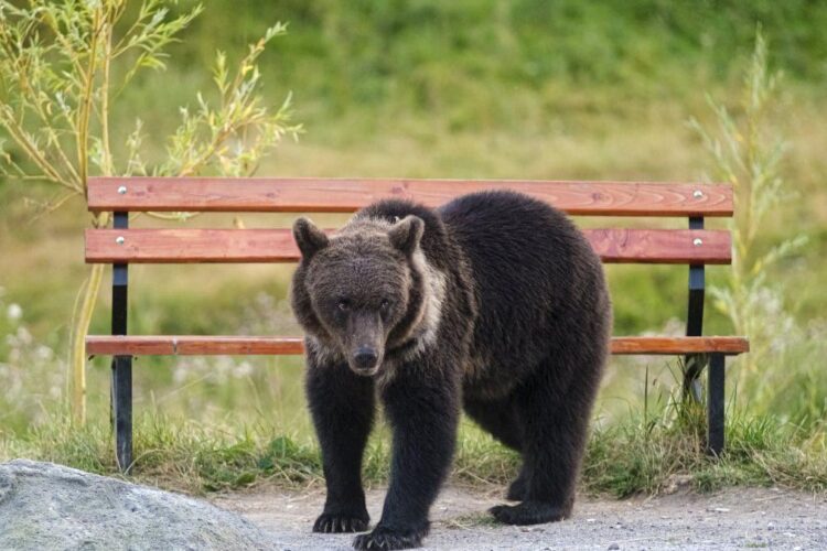 Localnicii din Pucheni, avertizaţi prin RO-ALERT de prezenţa unui urs în comună