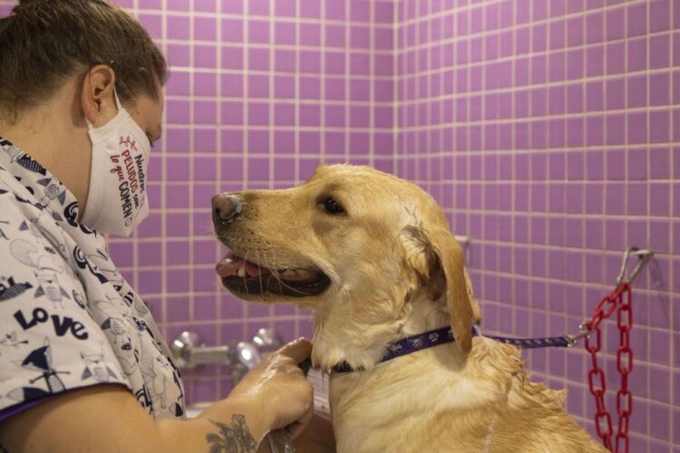 O nouă metodă care îi ajută pe veterinari