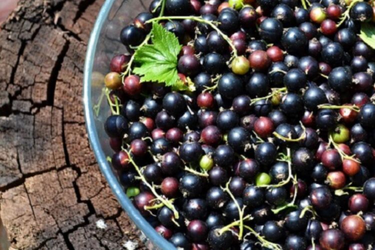 Coacăzele negre pot îmbunătăţi starea de spirit şi alunga oboseala mentală