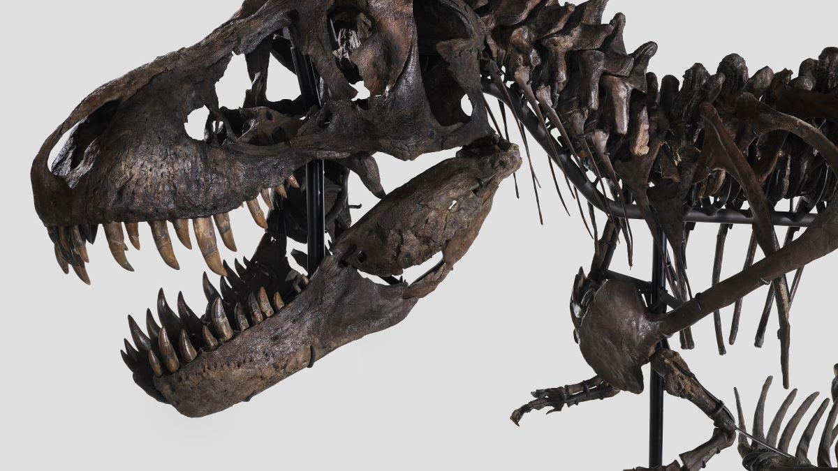 Pe ce continent au trăit cele mai vechi păsări de pradă, contemporane cu T-Rex
