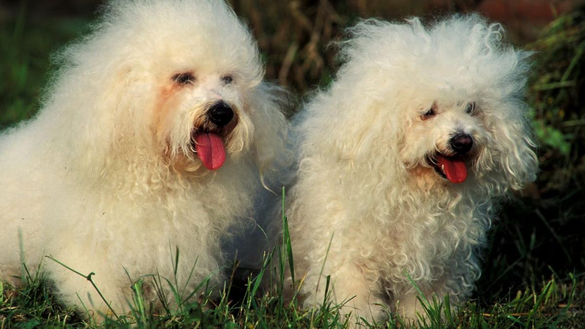 10 Rase de câini potriviți pentru a locui în spații mici