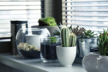 7 soluții simple de întreținere a plantelor de apartament în perioada toamnei