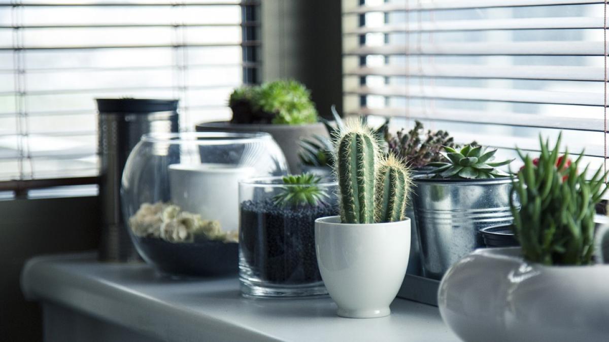 7 soluții simple de întreținere a plantelor de apartament în perioada toamnei