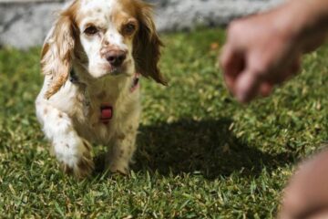 Un bărbat care și-a bătut cățelul a fost amendat cu 2000 de lei