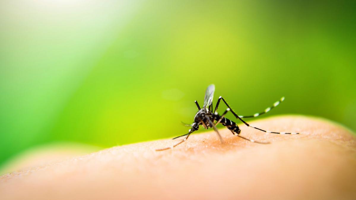 Caz rar de virus chikungunya confirmat în New York. Ce este și care sunt simptomele?