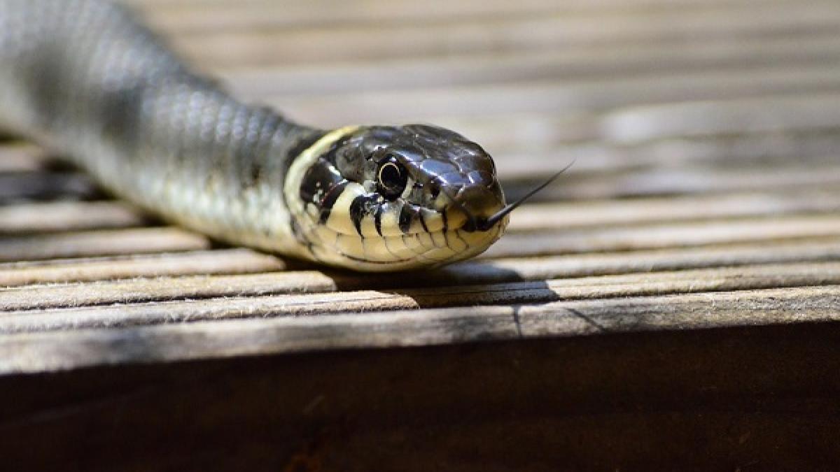 O viperă a murit după ce a mușcat un bărbat beat turtă. Victima a încercat să salveze șarpele