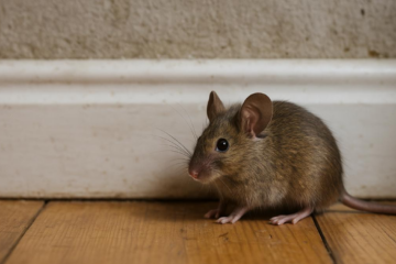 6 metode naturale care te ajută să ții șoarecii departe de bucătărie în timpul iernii