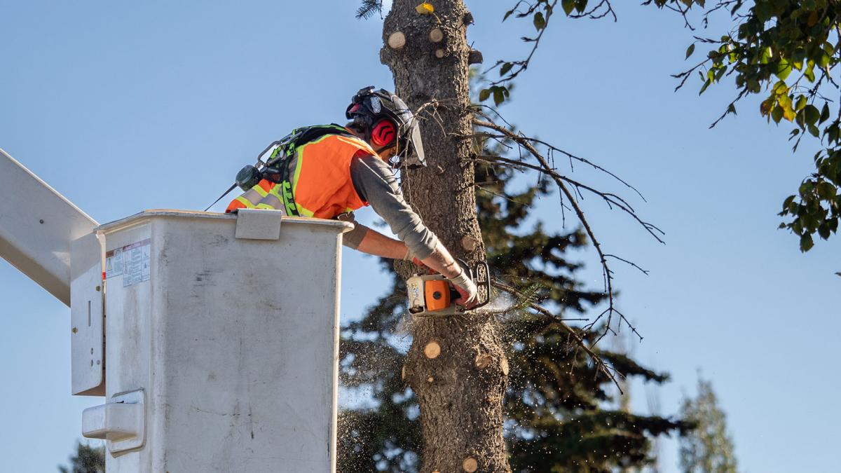 Firma acuzată în dosarul generalului MApN Cătălin Zisu, angajată de primăria lui Emil Boc să doboare și să toaleteze arborii din Cluj-Napoca