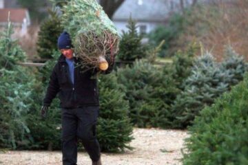 Cât costă brazii de Crăciun în 2025? Naturali, artificiali sau în ghiveci