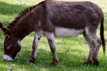 oamenii s-au trezit cu o mulțime de măgari în curțile lor