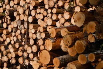 Regulamentul UE „produse fără defrișări”, amânat până la sfârșitul anului 2026 