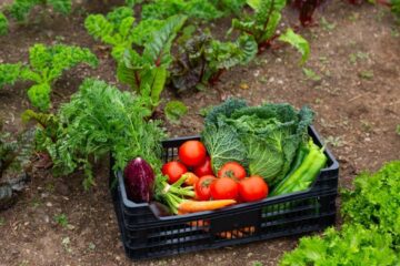 A fost lansat Programul Național 2026 pentru Legume în Spații Protejate