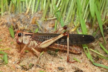 Invazie de lăcuste într-o populară regiune turistică, frecventată de numeroși români