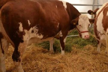 Noi reguli pentru subvenția la pășunatul bovinelor. Plățile depind de relief și perioada de pășunat