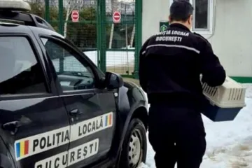 Pasăre dintr-o specie protejată, salvată de un polițist local pe Șoseaua Olteniței din Capitală