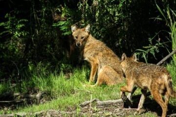 Șacalii atacă oamenii și animalele din gospodării