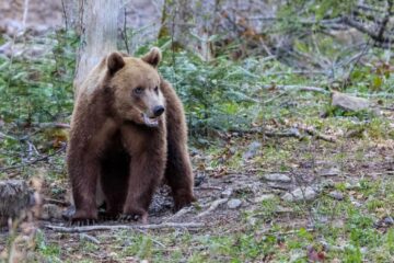 Bărbat atacat de un urs într-o pădure din Berislăveşti. A fost transportat la spital cu răni la spate