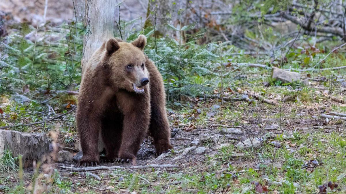Bărbat atacat de un urs într-o pădure din Berislăveşti. A fost transportat la spital cu răni la spate