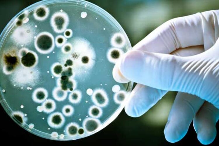 Cancerul mamar triplu negativ, aproape de un leac miraculos