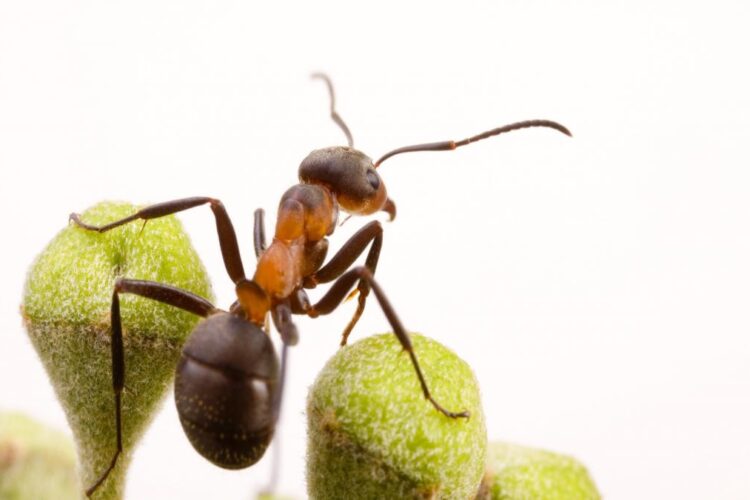 Un chinez a fost prins în aeroport cu peste 2000 de exemplare