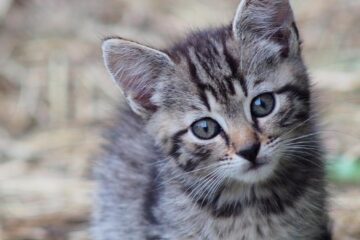 O femeie avea 100 de pui de pisică morți într-un congelator