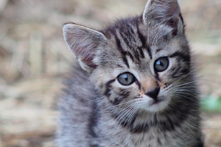 O femeie avea 100 de pui de pisică morți într-un congelator