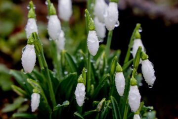 Riscuri legale și medicale pentru români