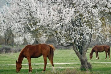 energii intense, decizii importante și surprize în dragoste pentru toate zodiile