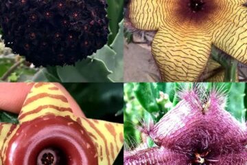 Australia devine centrul mondial al florilor cadavru