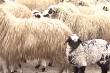 Cât costă alimentul tradițional de sărbători?