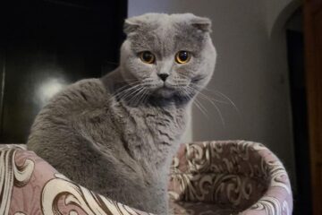 De ce pisicile care cad aterizează pe picioare