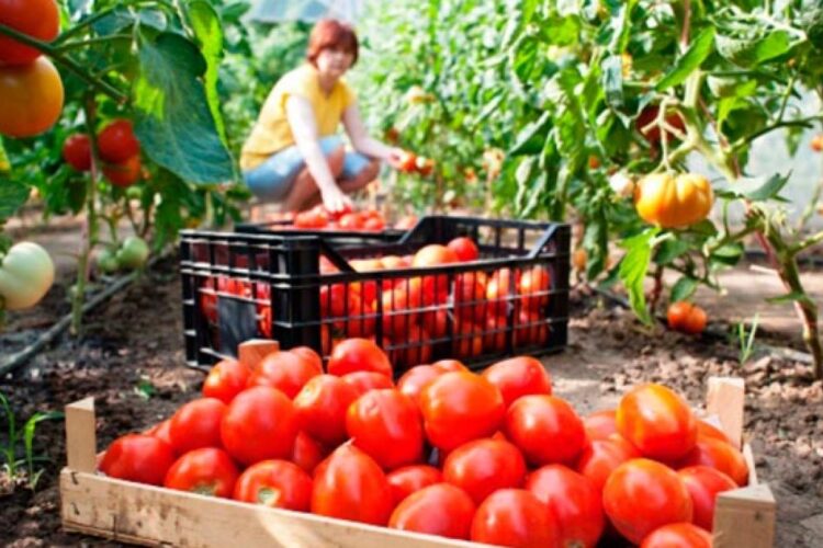 Sprijin oficial pentru femeile care lucrează în agricultură