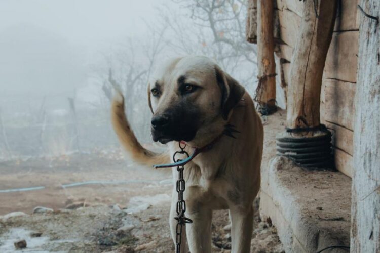 Proiect de lege pentru eliberarea câinilor din lanț. Ce riscă cei care țin animalele legate