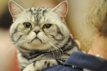 7 semne că pisica ta suferă de singurătate